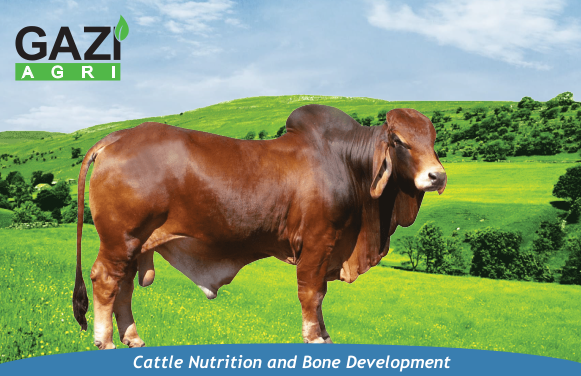 Gazi Cow